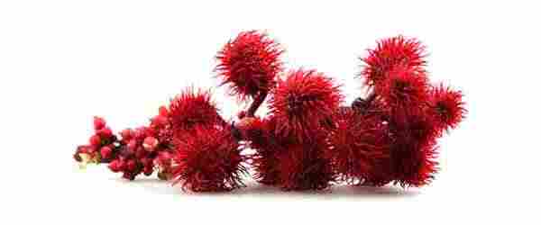 Ricin-huile-bio-sante-naturel-maroc