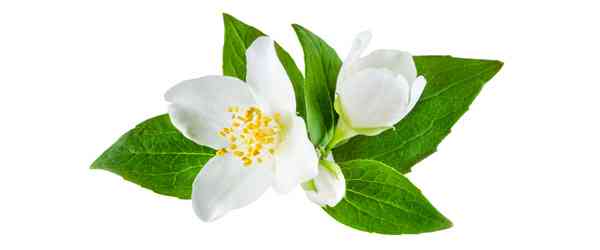 Jasmin-diffuseurs-bougies-odeur-bio-maison-deco-naturel-maroc